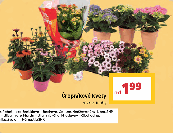 Črepníkové kvety rôzne druhy