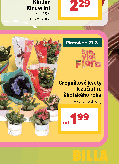 Črepníkové kvety k začiatku školského roka vybrané druhy