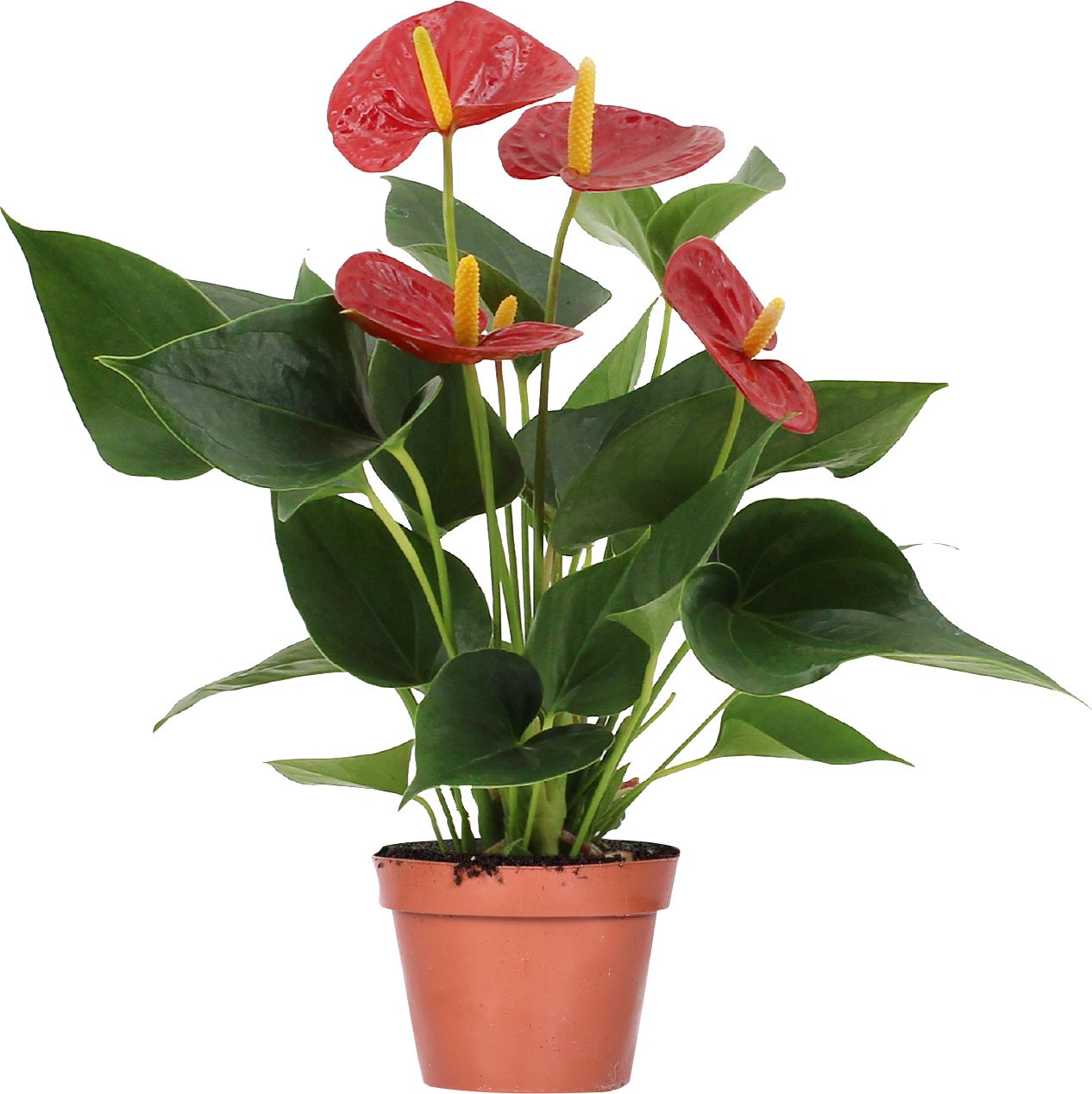 Antúrium Andreanovo (Anthurium andreanum) priemer kvetináča: 12 cm