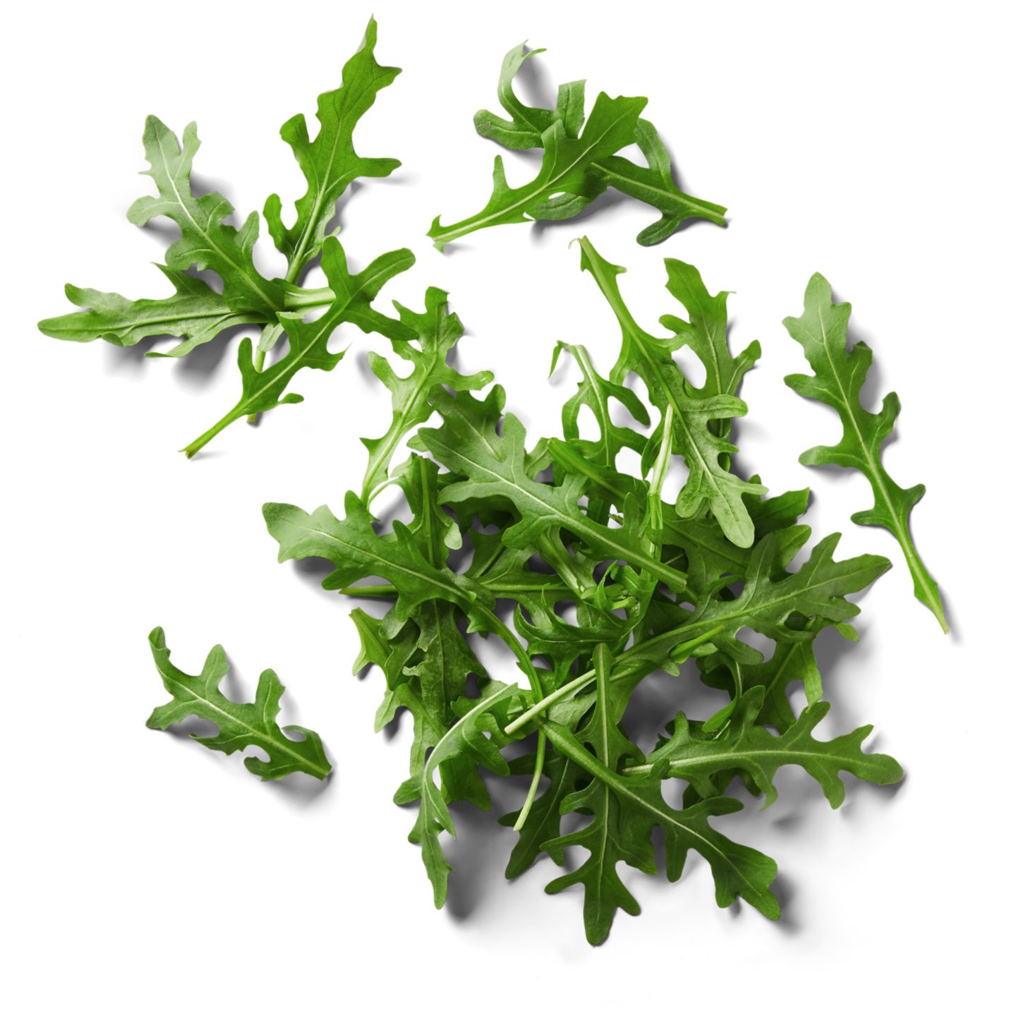 Rukola