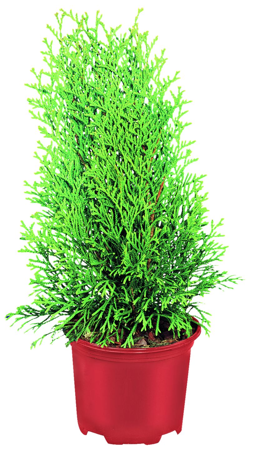 Konifery mix rôzne druhy (Coniferae)