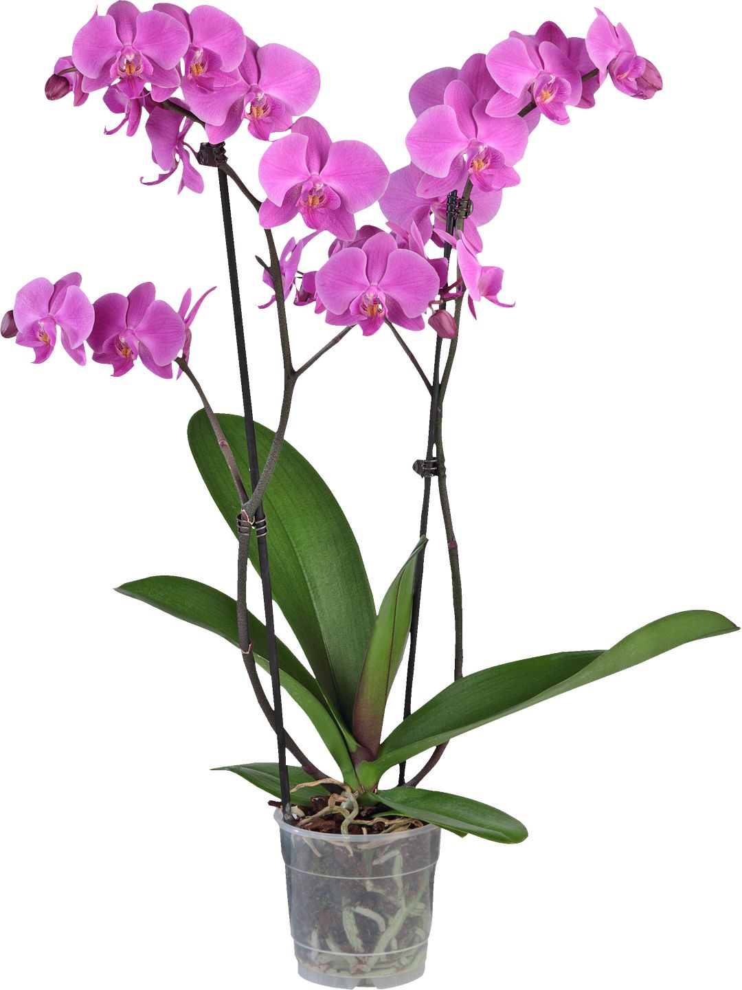 Orchidea 2-výhonková (Phalaenopsis) priemer kvetináča: 12 cm