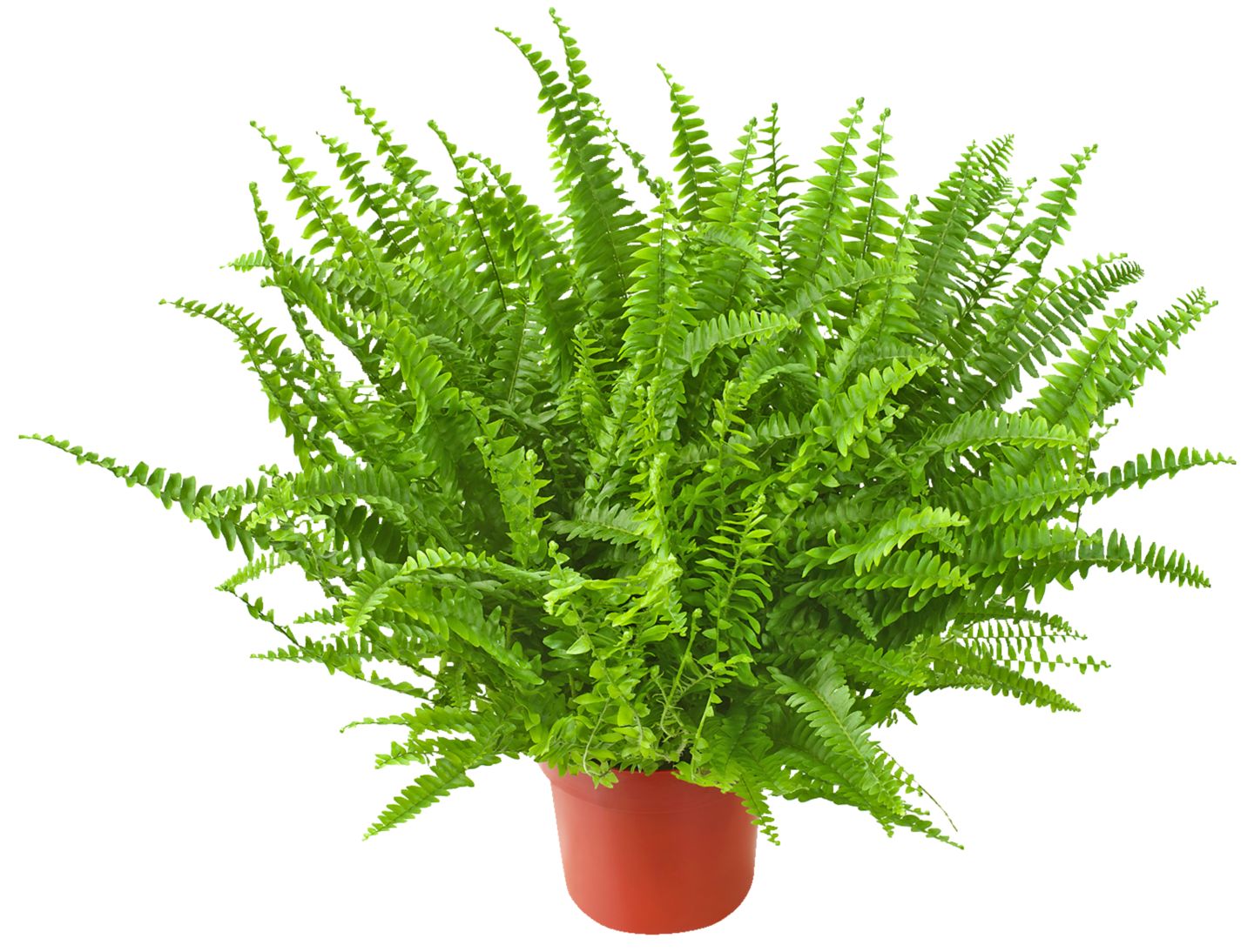 Papraď (Nephrolepis) priemer kvetináča: 12 cm