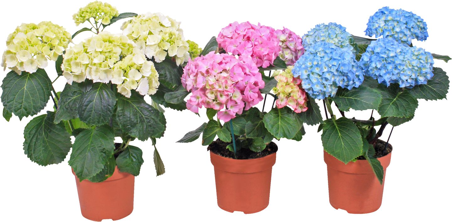 Hortenzia kalinolistá (Hydrangea macrophylla) priemer kvetináča: 10,5 cm