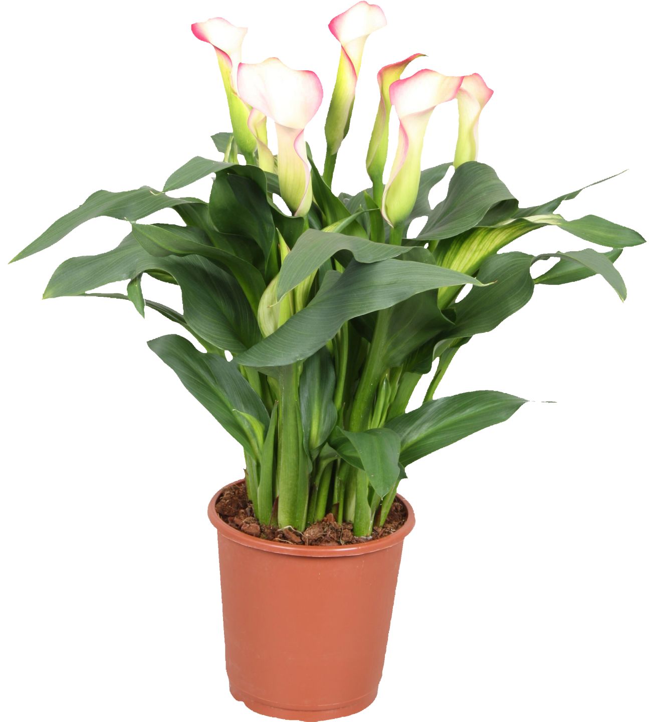 Kala etiópska (Zantedeschia aethiopica) priemer kvetináča: 13 cm