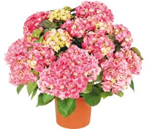 Hortenzia ker (Hydrangea macrophylla) priemer kvetináča: 19 cm