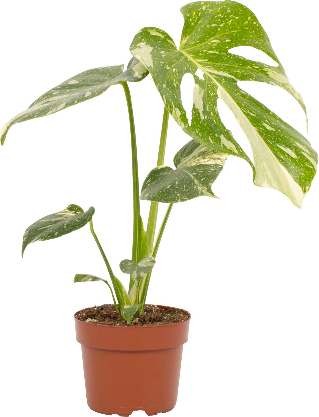 Monstera Thai Constellation Monstera Thai Constellation priemer kvetináča: 12 cm