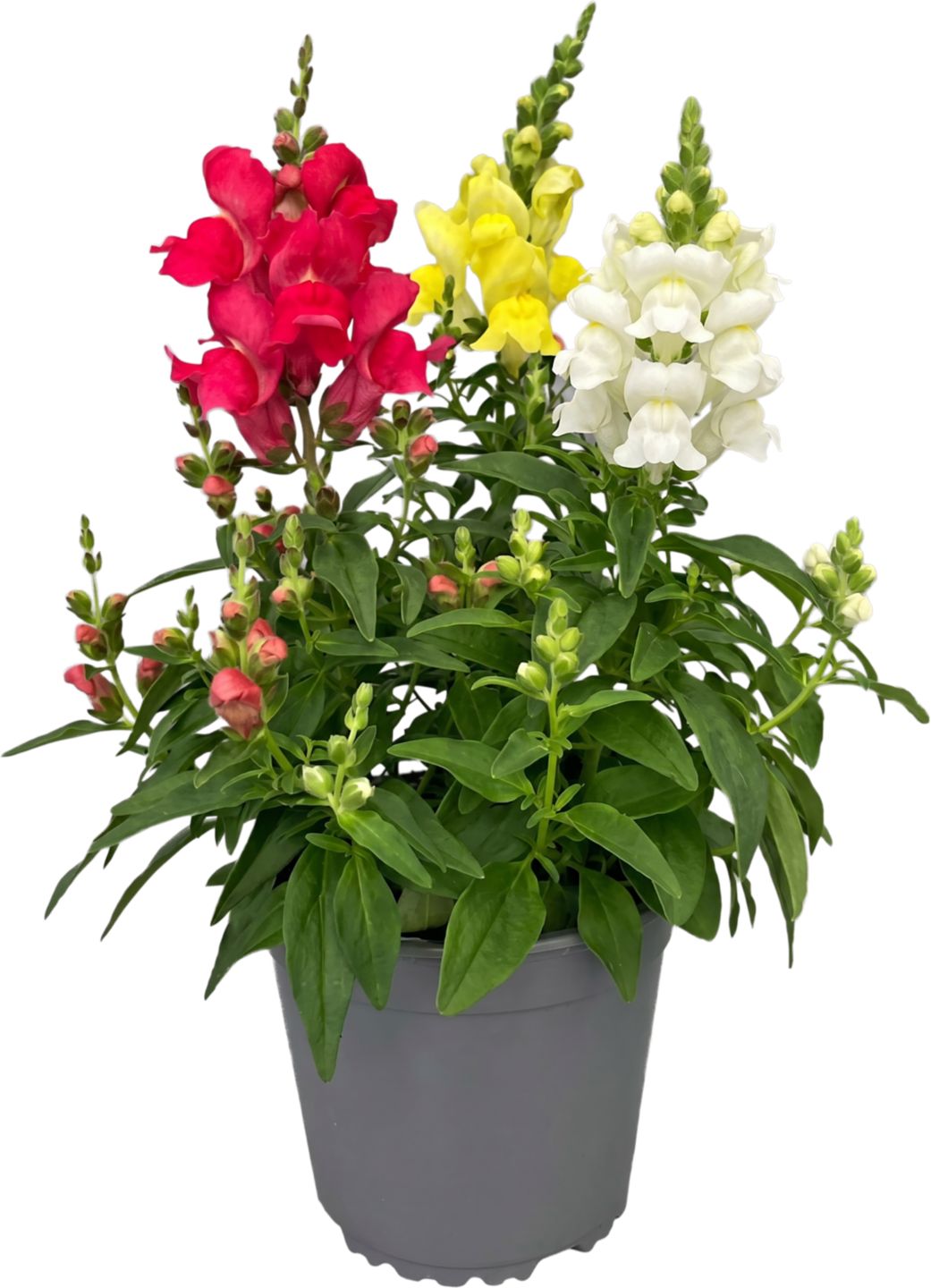 Papuľka väčšia trio (Antirrinum majus) priemer kvetináča: 13 cm