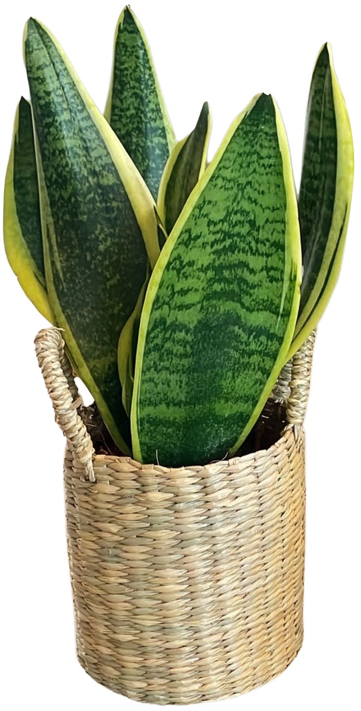 Svokrine jazyky v košíku (Sanseveria) priemer kvetináča: 12 cm