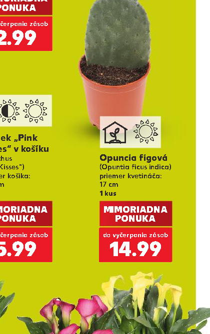 Kisses“ v košíku Opuncia figová