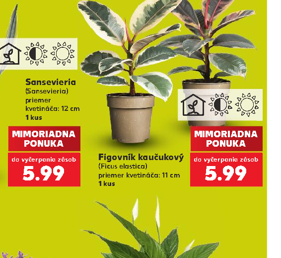 Figovník kaučukový