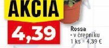 Rossa v črepníku