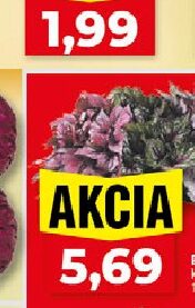 Begonia mix