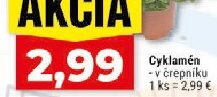 Cyklamén v črepníku