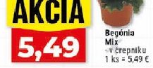 Begónia Mix v črepníku