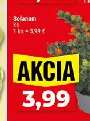 Solanum