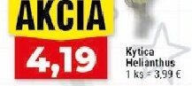 Kytica Helianthus