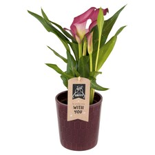 The Floral Connection Zantedeschia 12 cm