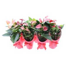 The Floral Connection Anturia mix 9 cm